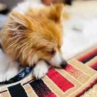 سگ پامر|سگ|بیرجند, |دیوار