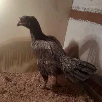 لاری مرغ طوسی|حیوانات مزرعه|تهران, نعمت‌آباد|دیوار