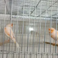 قناری نر و بنگالی و پرنده