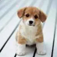 سگ پیدا شده