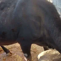 فروش چند راس گاو ابستن با گوساله|حیوانات مزرعه|ایذه, |دیوار