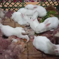 خرگوش بابچه هاش