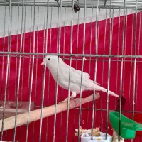 یک جفت قناری سیلور جوان مست مست