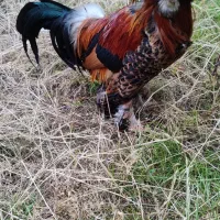 فروش مرغ و خروس سلطان|حیوانات مزرعه|لاهیجان, بوجایه|دیوار