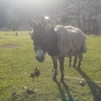 کره مری ب ضمانت
