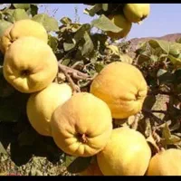 محصولات ارگانیک مسقیم از باغدار|خوردنی و آشامیدنی|شیراز, شهرک والفجر|دیوار