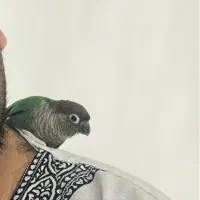 طوطی گرینچیک