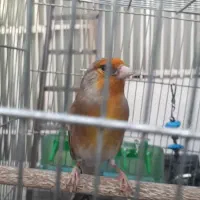 سره قناری روب مستی درشت خوش رنگ|پرنده|تهران, مشیریه|دیوار