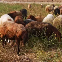 ۵۵راس میش آبستن گوسفندبره قوچ میش بره داردوقلو جمل|حیوانات مزرعه|شیروان (خراسان), |دیوار