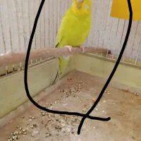 مرق عشق مرغ عشق