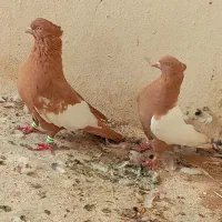 کفتر نروماده سینه زرد|پرنده|شیراز, ویلاشهر|دیوار