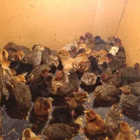 فروش جوجه مرغ یک روز و جوجه بلدرچین دوهفته ای