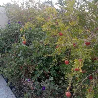 اجاره دو اتاق قدیمی تر تمیز
