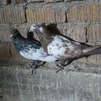 ماده سینه ای