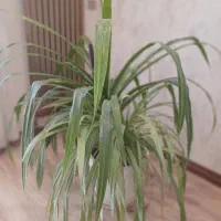 گل پاندانوس