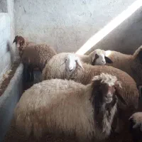 گوسفند در حیوانات مزرعه