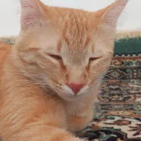 واگذاری گربه