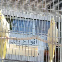 یک جفت عروس هلندی لوتینو سالم همراه قفس وسایل|پرنده|هشتگرد, تهران دشت|دیوار