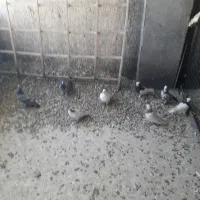 کبوترپرشی|پرنده|ضیاء آباد, |دیوار