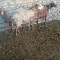 میش اوست بز