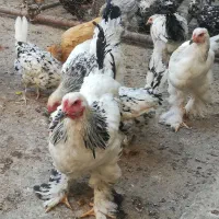 تعدادی خوروس برهما لایت