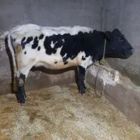 گاو گوساله فروشی|حیوانات مزرعه|قیدار, |دیوار