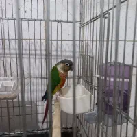 دو عدد طوطی گرینچیک ماده|پرنده|گلستان (تهران), |دیوار