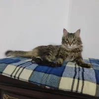 گمشده|حیوانات|مشهد, فاطمیه|دیوار