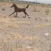 اسب