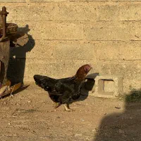 مریشکی کوردی اصل