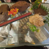 آکواریوم 1 متری|ماهی|تبریز, |دیوار