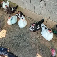 بوقلمون واردک اسراییلی|حیوانات مزرعه|رودسر, |دیوار