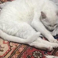 گربه انگورا