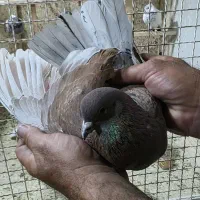 کبوتر سرخ استثنایی