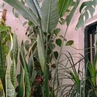 پرنده بهشتی و....