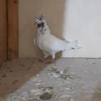 باسلام خدمت عشق بازا چنتاحیوون غریب گیری