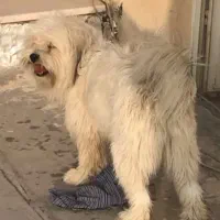 سگ شیتزو کراس شناسنامه دار واکسن خورده