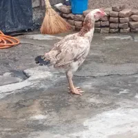 مرغ لاری تخم گذار