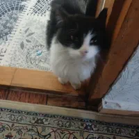 فروش 2500|گربه|لاهیجان, آهندان|دیوار