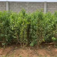 نهال هلو ممتاز و پربار فرصت محدود|خدمات باغبانی و درختکاری|قائمشهر, |دیوار