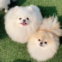 سگ‌ پامر خرسی بوفیس‌ سایز تیکاپ حرفه ای