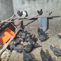 تخم مرغ رسمی نطفه دار