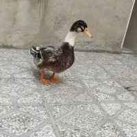 اوردک