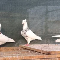 کبوتر طوقی|پرنده|بندر گناوه, |دیوار