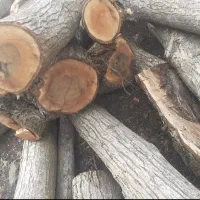 قطع وبرش‌‌درختان|خدمات باغبانی و درختکاری|شهریار, یوسف آباد صیرفی|دیوار