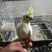 عروس هلندی با جوجه (به شرط)