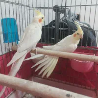 جفت مولد عروس هلندی|پرنده|احمدسرگوراب, |دیوار