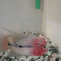 یک عدد فلاور کامفا ردبیس نر، عکس بالغ هم گذاشته شد