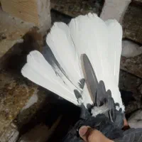 کبوتر سیاه دم سفید