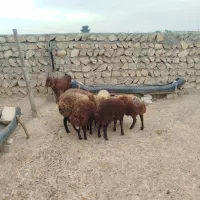 بره|حیوانات مزرعه|کوهدشت, |دیوار